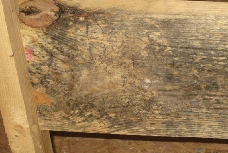 Is Black Mould Dangerous? - Timberwise