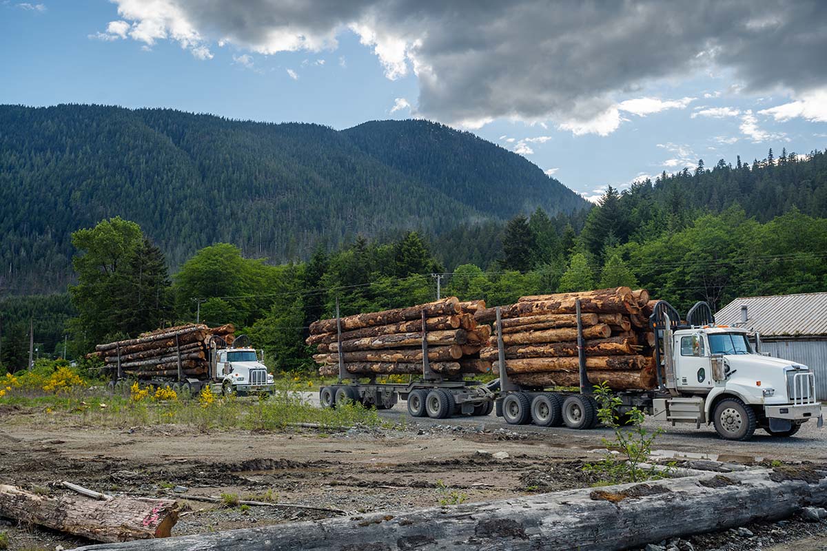 lumber shortage